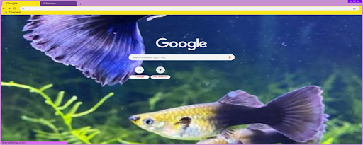 beautiful guppy fish marquee promo image