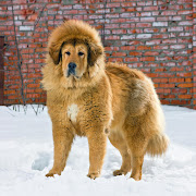 A Tibetan Mastiff. File photo.