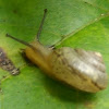 Garden snail