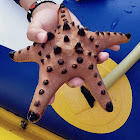 Chocolate Chip Seastar