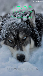 Husky Puppy Pattern Lock Screen(圖3)-速報App