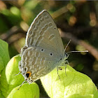 Silver Forget-me-not