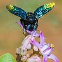 Slender-scaped Carpenter Bee, Giant Carpenter Bee