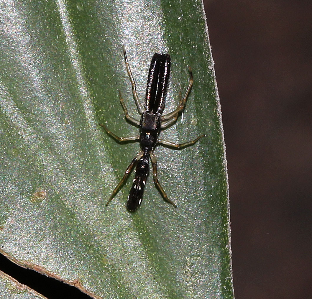 Ant-mimicking Jumping Spider