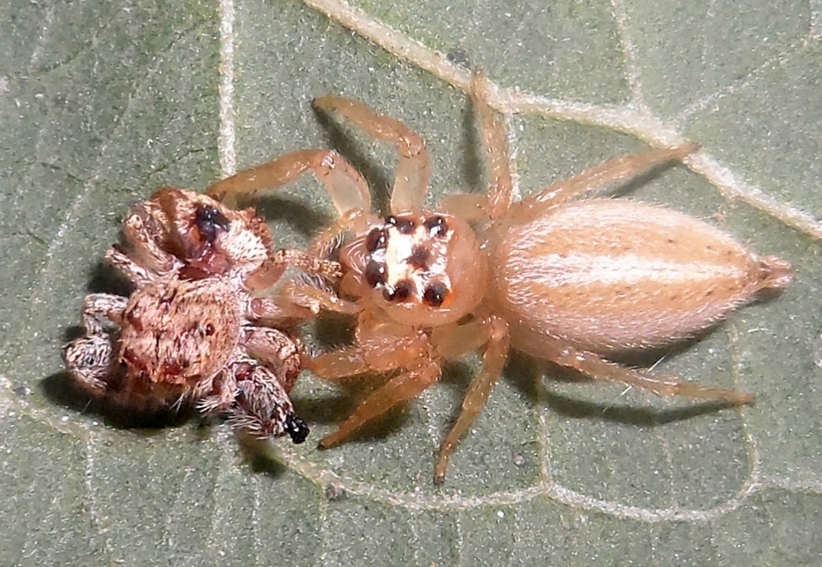 Jumping spider and prey