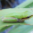 Northern Dwarf Tree Frog