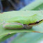 Northern Dwarf Tree Frog