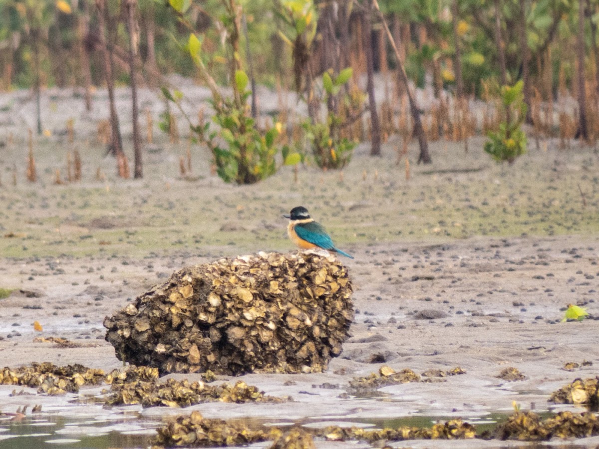 Sacred Kingfisher