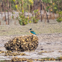 Sacred Kingfisher