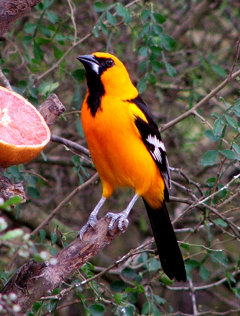 Altamira oriole