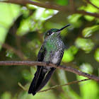 Green-Crowned Brilliant Hummingbird