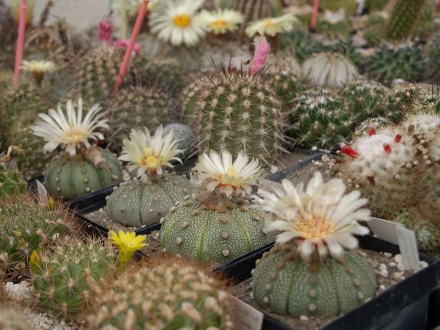 Astrophytum_asterias_Gonzales_GK_85'96_Ce3_ref-43.jpg