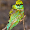 Little green bee-eater