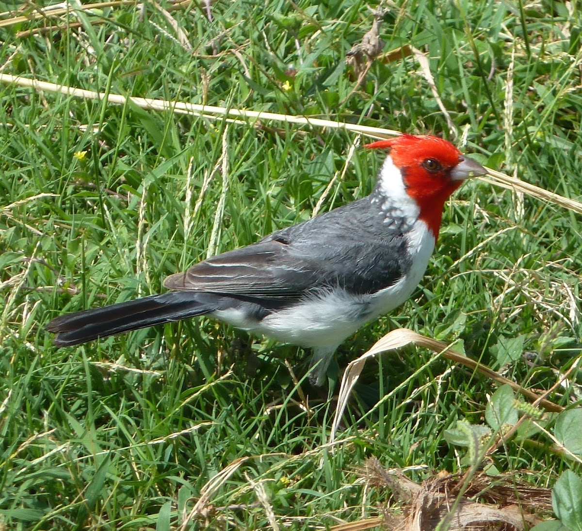 Red-crested cardinal