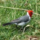 Red-crested cardinal