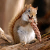 Red Squirrel