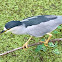 Black-crowned Night Heron