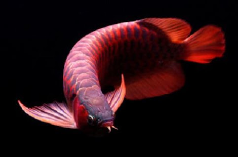 KPC  Arya Fish Game(圖2)-速報App