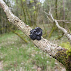 Black Witches' Butter