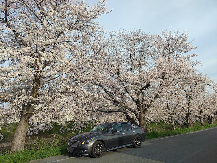フーガ 51の4月6日(土)・春の龍穣会告知・曽我川沿いの桜🌸・奈良県橿原市に関するカスタム事例の投稿画像3枚目