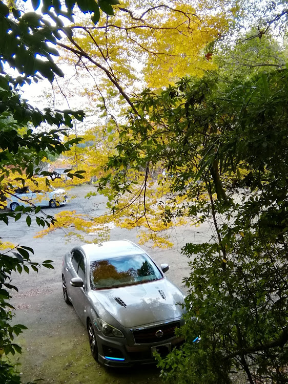 フーガの奈良県桜井市大字桜井地区・等彌神社⛩️駐車場の護国神社そば・紅葉🍁に包まれたショット・癖で地べた撮りをまだやってしまう(￣▽￣;)・今日は東京からの来客が(⌒0⌒)／~~に関するカスタム事例の投稿画像8枚目