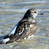 Ruddy turnstone (bathing)