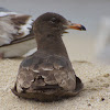 Heermann's Gull (1st cycle)