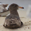 Heermann's Gull (1st cycle)