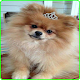 Download Pomeranian Wallpaper For PC Windows and Mac 1.1