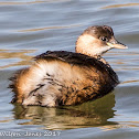 Little Grebe