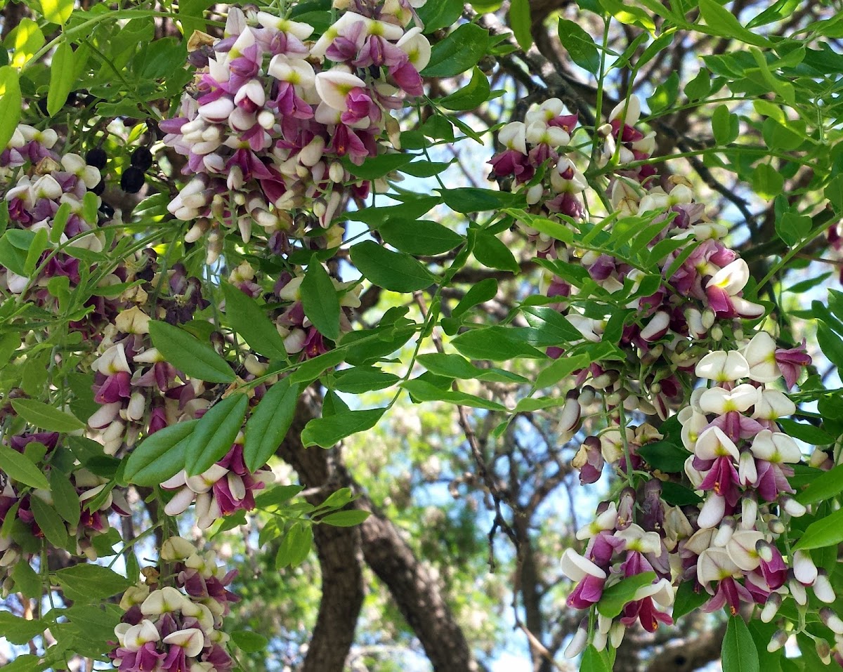 Black Locust Blooms