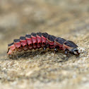 Firefly Larva