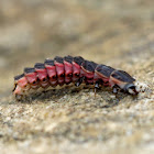 Firefly Larva