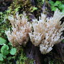 Crown-tipped coral fungus