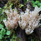 Crown-tipped coral fungus