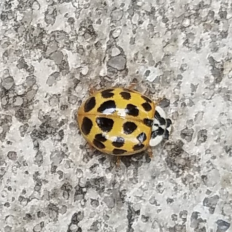 Asian Lady Beetle