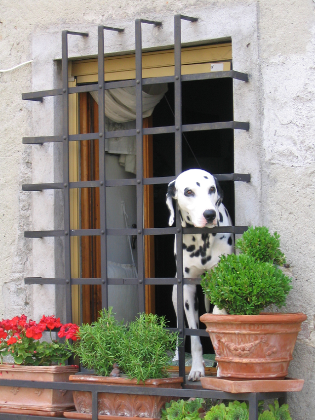 Aspettando il padrone di utente cancellato