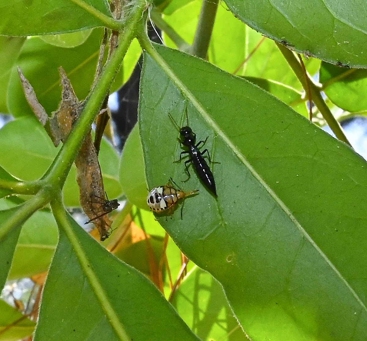 Predatory Stink Bug