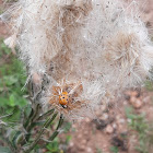 Harmonia axyridis