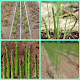 Download asparagus cultivation For PC Windows and Mac 1.0