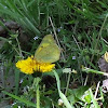 Orange Sulfur Butterfly