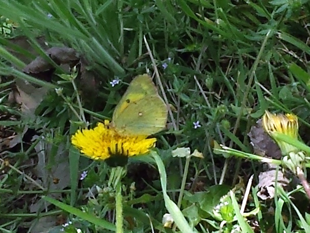 Orange Sulfur Butterfly