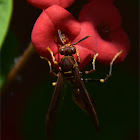 Polistes canadensis