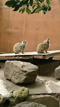 ネズミーランドに連れてって