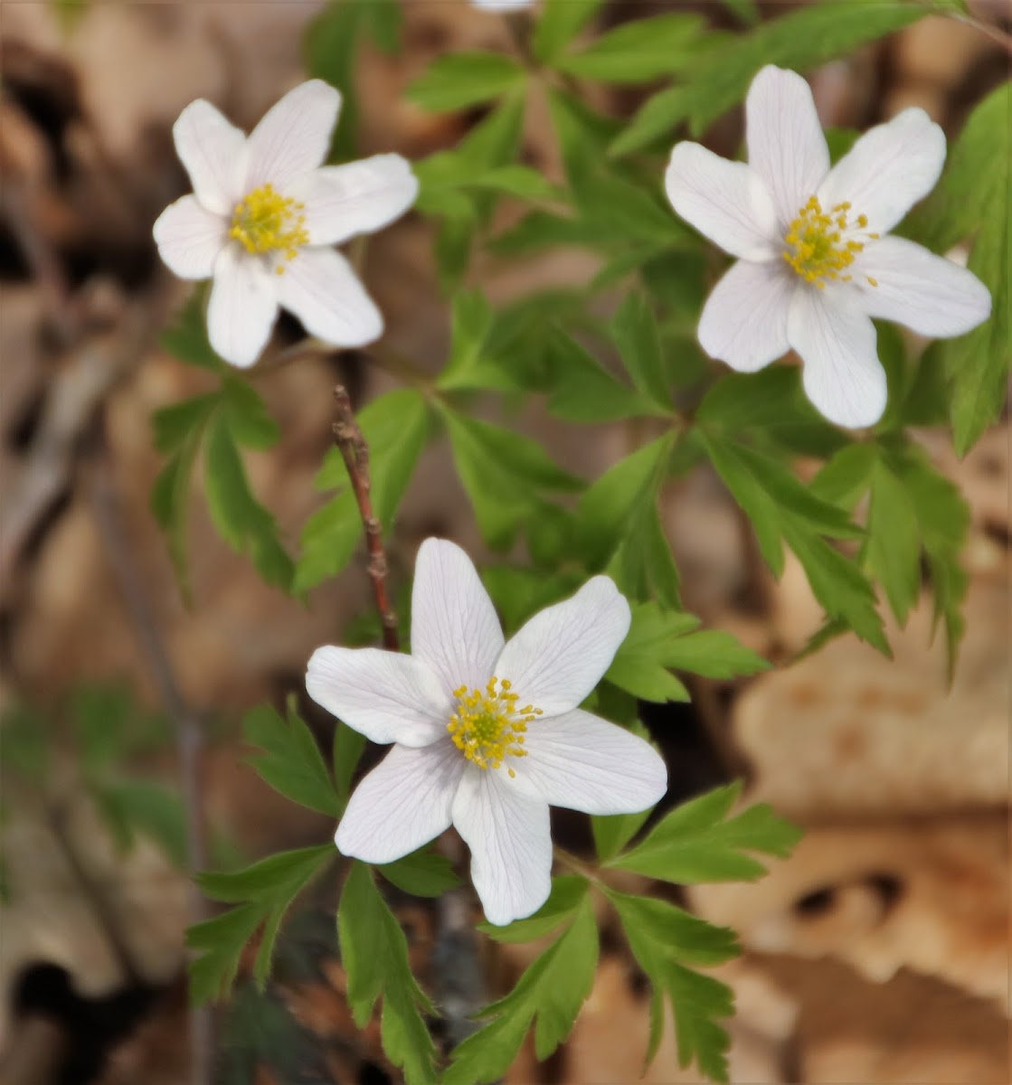 Wood Anemone