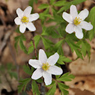 Wood Anemone