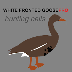 White Fronted Goose Calls(圖1)-速報App