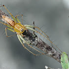 Lynx Spider