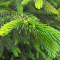 Item logo image for Fresh Evergreen Growth
