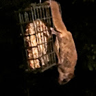 Southern Flying Squirrel